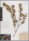 Foto von Salix eleagnos Scop.